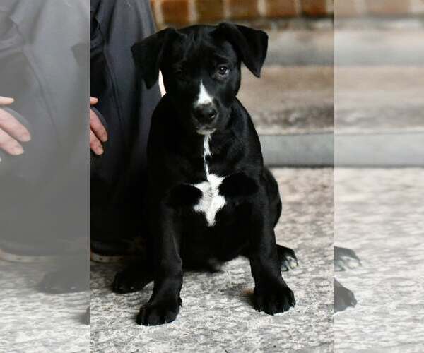 Medium Photo #2 American Bulldog-Labrador Retriever Mix Puppy For Sale in Mechanicsburg, PA, USA