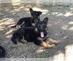 Small Photo #9 German Shepherd Dog Puppy For Sale in EAGLE CREEK, OR, USA