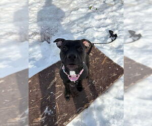 Mutt Dogs for adoption in Waterford, VA, USA