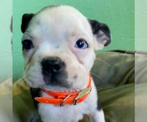 Boston Terrier Puppy for sale in MECHANICSVILLE, MD, USA