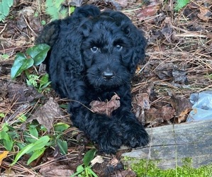 Goldendoodle Puppy for sale in AUBURN, AL, USA