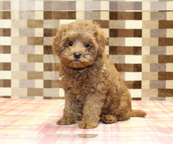 Medium Photo #1 Cavapoo Puppy For Sale in DENVER, PA, USA