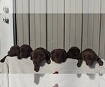 Small #2 Labrador Retriever