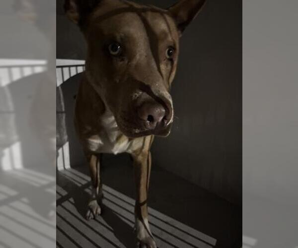 Medium Photo #1 Mutt Puppy For Sale in Houston, TX, USA