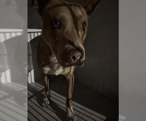 Mutt Dogs for adoption in Houston, TX, USA