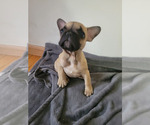 Small French Bulldog