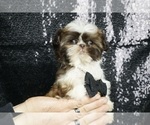 Small Photo #28 Shih Tzu Puppy For Sale in WARSAW, IN, USA