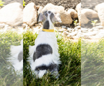 Small Photo #26 Schnauzer (Miniature) Puppy For Sale in MILLERSBURG, IN, USA
