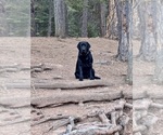 Litter of 7 - Male(s) and Female(s) Labrador RetrieverLitter of Puppies for Sale - Photo #3
