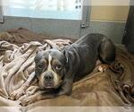 Small Staffordshire Bull Terrier Mix