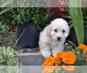 Goldendoodle-Poodle (Toy) Mix Puppy for Sale in GREENWOOD, Wisconsin USA