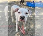 Small #2 Argentinian Mastiff Mix