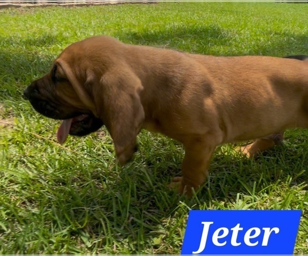 Medium Photo #3 Bloodhound Puppy For Sale in FOLSOM, LA, USA