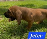 Small #1 Bloodhound