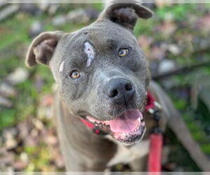 American Staffordshire Terrier Dogs for adoption in Tallahassee, FL, USA