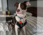 Small #3 Mutt