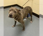 Small American Pit Bull Terrier