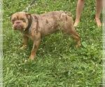 Small Photo #8 Olde English Bulldogge Puppy For Sale in ELK MOUND, WI, USA