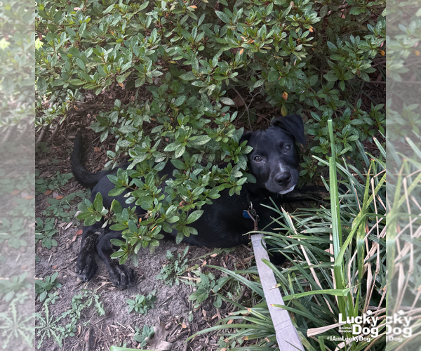 Medium Photo #9 Australian Shepherd-Unknown Mix Puppy For Sale in Washington, DC, USA