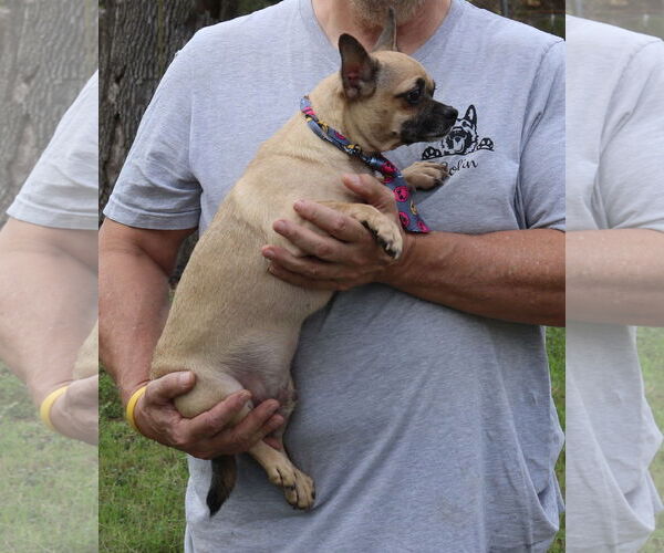 Medium Photo #4 Daug Puppy For Sale in Bandera, TX, USA