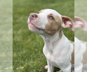 American Pit Bull Terrier-Unknown Mix Dogs for adoption in Des Moines, IA, USA