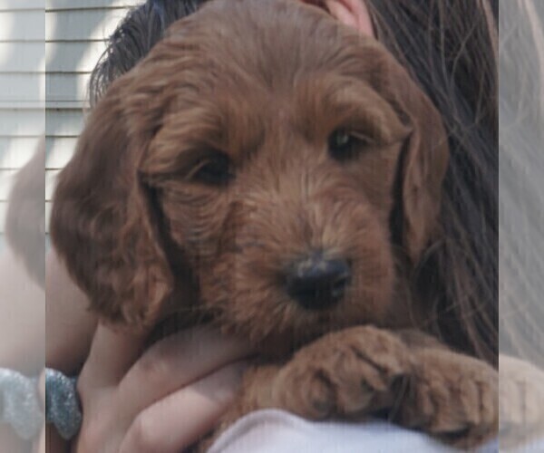 Medium Photo #1 Goldendoodle (Miniature) Puppy For Sale in SARASOTA, FL, USA