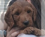 Puppy 6 Goldendoodle (Miniature)