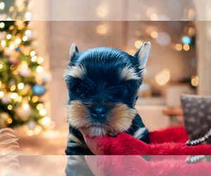 Yorkshire Terrier Puppy for sale in DRY PRONG, LA, USA