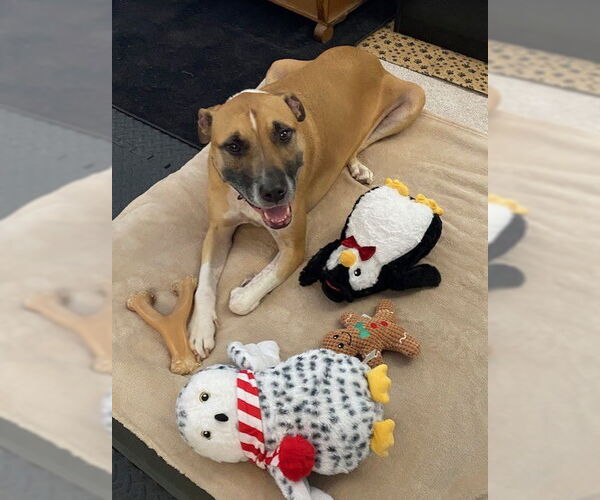 Medium Photo #3 Black Mouth Cur-Unknown Mix Puppy For Sale in Derwood, MD, USA