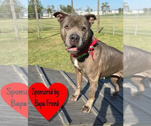 Mutt Dogs for adoption in San Leon, TX, USA