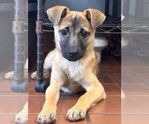 Mutt Dogs for adoption in Jefferson, NJ, USA