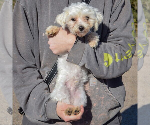 Medium Photo #4 Maltese-Unknown Mix Puppy For Sale in Huntley, IL, USA