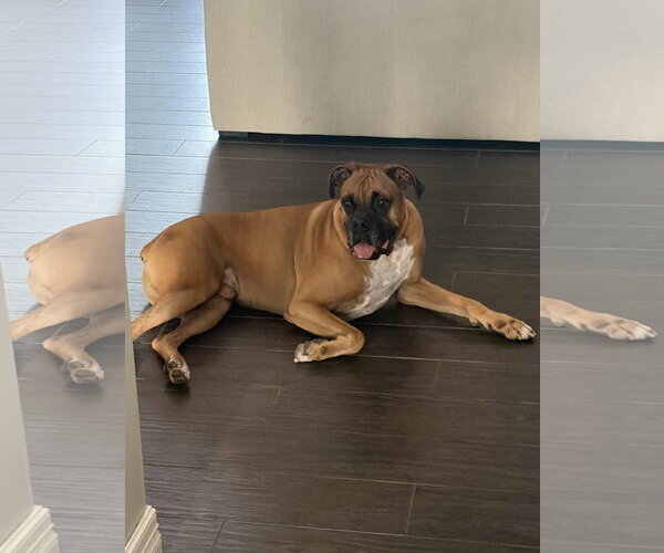 Medium Photo #16 Boxer Puppy For Sale in  Katy, TX, USA