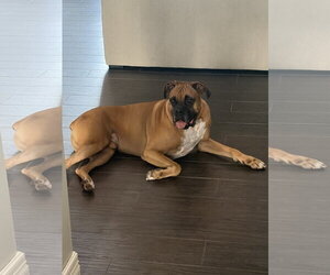JAXON - Male Boxer Dog for Adoption - Photo #16
