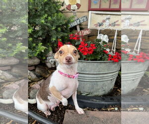Chihuahua Dogs for adoption in Sioux Falls, SD, USA