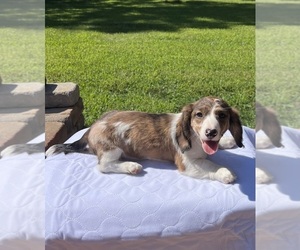 Dachshund Puppy for sale in SHELBY, NC, USA