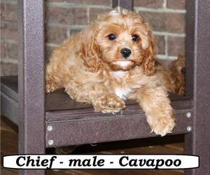 Cavapoo Puppy for sale in CLARKRANGE, TN, USA
