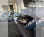 Small #7 German Shepherd Dog Mix