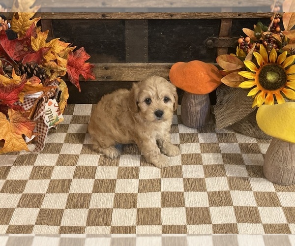 Medium Photo #6 Cavapoo (Miniature) Puppy For Sale in FULTON, KS, USA