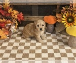 Author - Male Cavapoo (Miniature) Puppy for Sale - Photo #6