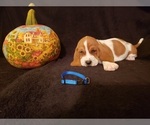 Small Photo #18 Basset Hound Puppy For Sale in CLAREMORE, OK, USA