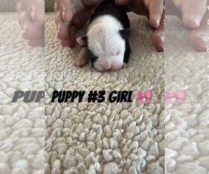 Boston Terrier Puppy for sale in BUCKEYE, AZ, USA