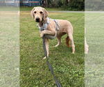 Small Photo #2 Golden Retriever-Unknown Mix Puppy For Sale in Pottstown, PA, USA