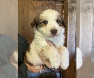 Australian Shepherd-Great Pyrenees Mix Puppy for sale in CHARLESTOWN, IN, USA