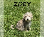 Small #2 Schnoodle (Miniature)