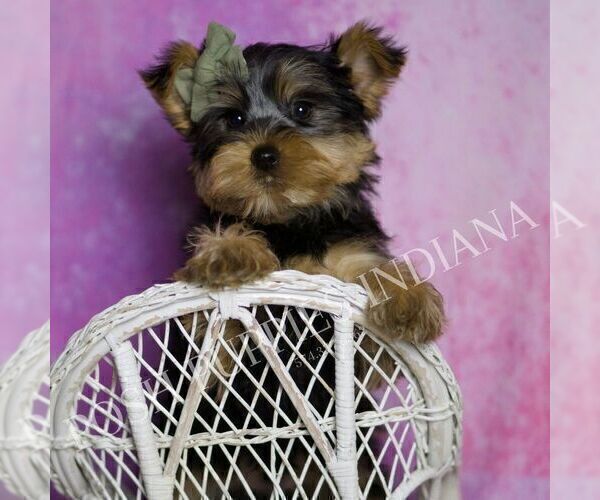 Medium Photo #5 Yorkshire Terrier Puppy For Sale in WARSAW, IN, USA