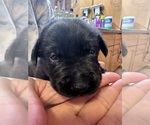 Small #1 Labrador Retriever