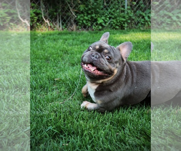 Medium Photo #1 French Bulldog Puppy For Sale in Sioux Falls, SD, USA