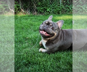French Bulldog Dogs for adoption in Sioux Falls, SD, USA