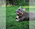 Small French Bulldog
